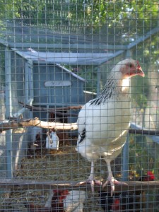 All the chickens have names.  I just don't know who this one is.