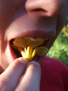 Flowers you can eat!