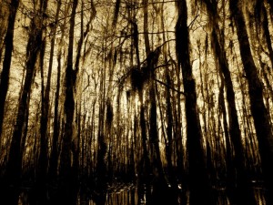 Creepy Pics in the Swamp